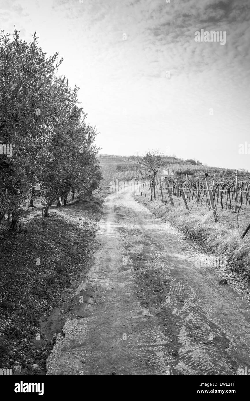 Weinberge auf den Hügeln im Frühjahr, Soave, Italien Stockfoto