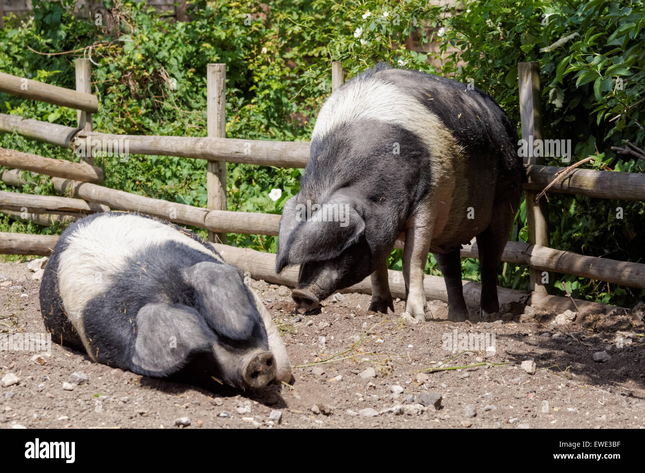 Wessex Saddleback Schweine im Mudchute Park and Farm, London England Vereinigtes Königreich Großbritannien Stockfoto