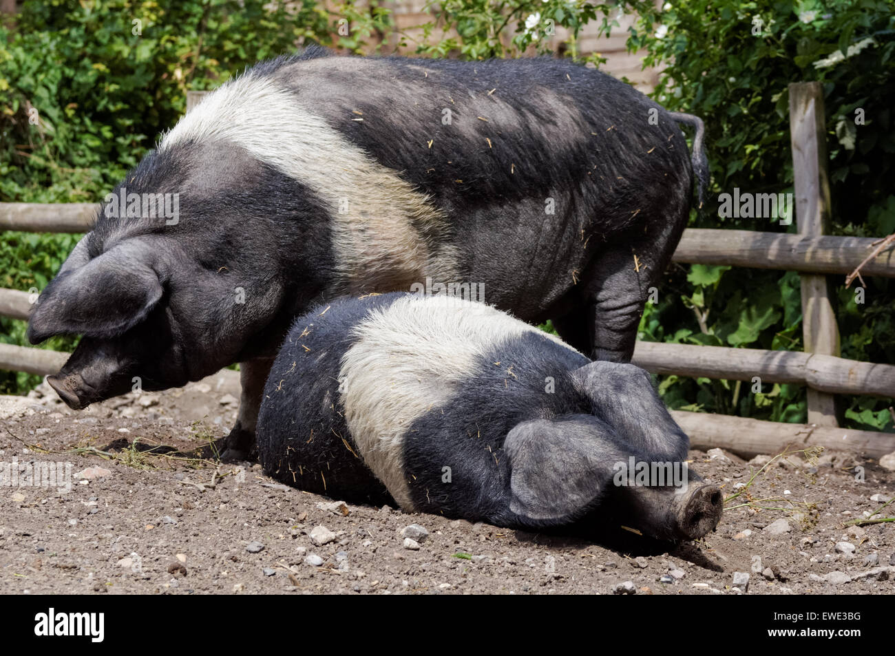 Wessex Saddleback Schweine im Mudchute Park and Farm, London England Vereinigtes Königreich Großbritannien Stockfoto