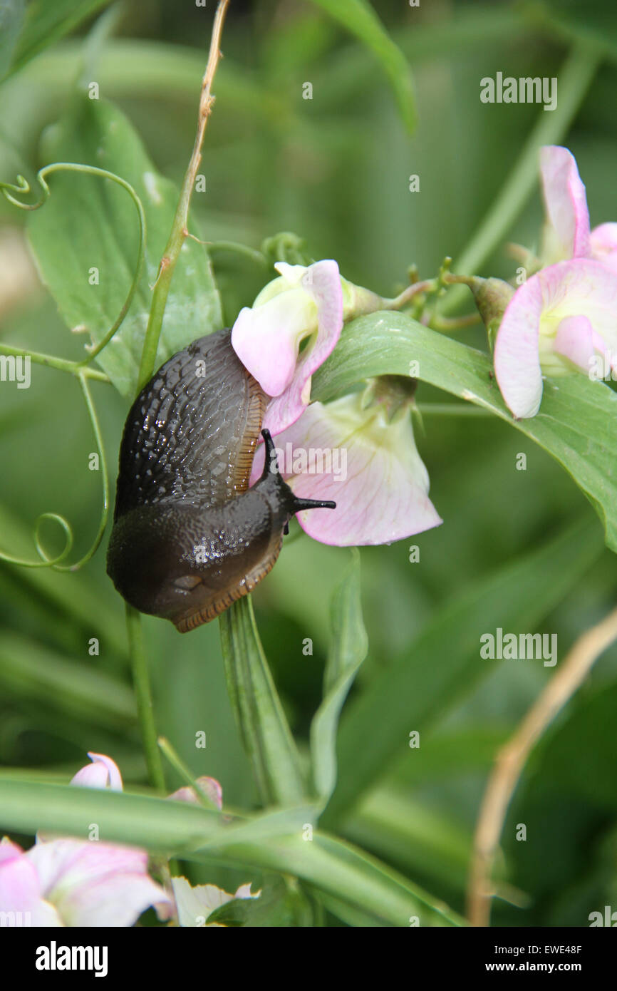 Schneckenvernichtung Stockfotos Schneckenvernichtung Bilder Alamy