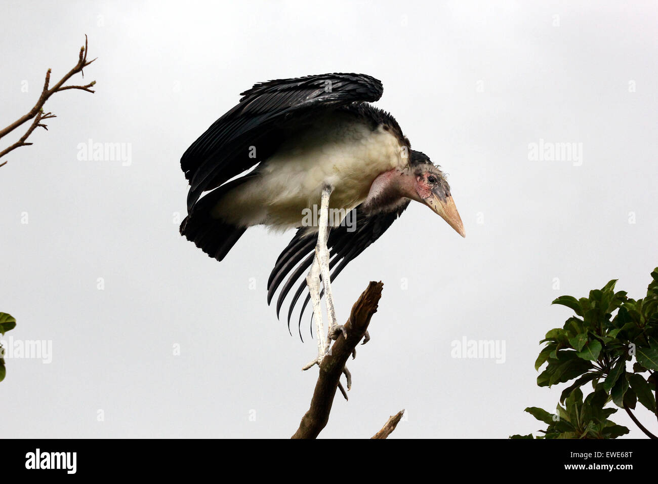 Ein Marabu-Lager in Mbarara, Westuganda abgebildet. Der Vogel ist eine gemeinsame Website in den meisten ugandischen Städten Stockfoto