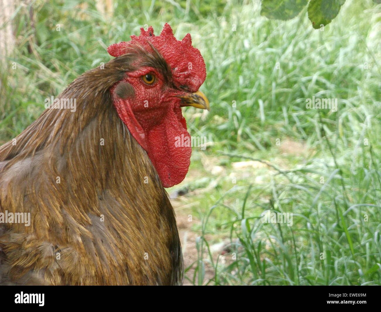 Henne Hühnerhaltung - Geflügel aus Freilandhaltung Stockfoto