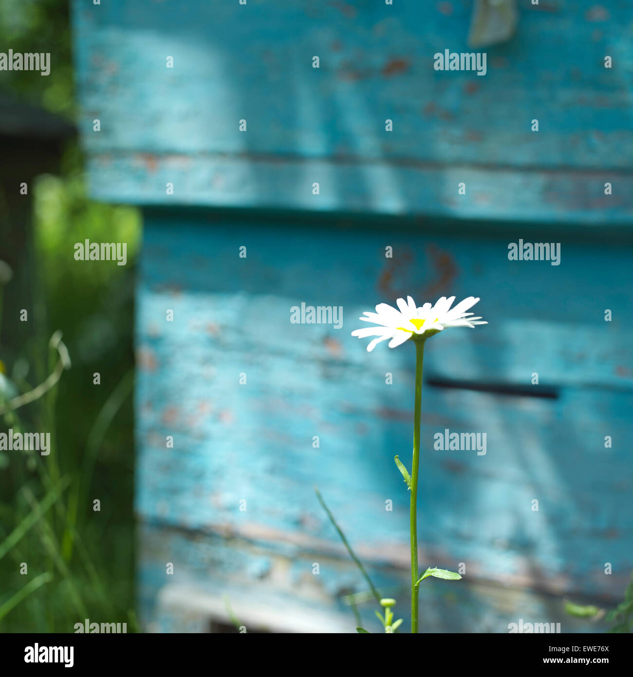Blumen vor der Bienenstock Stockfoto