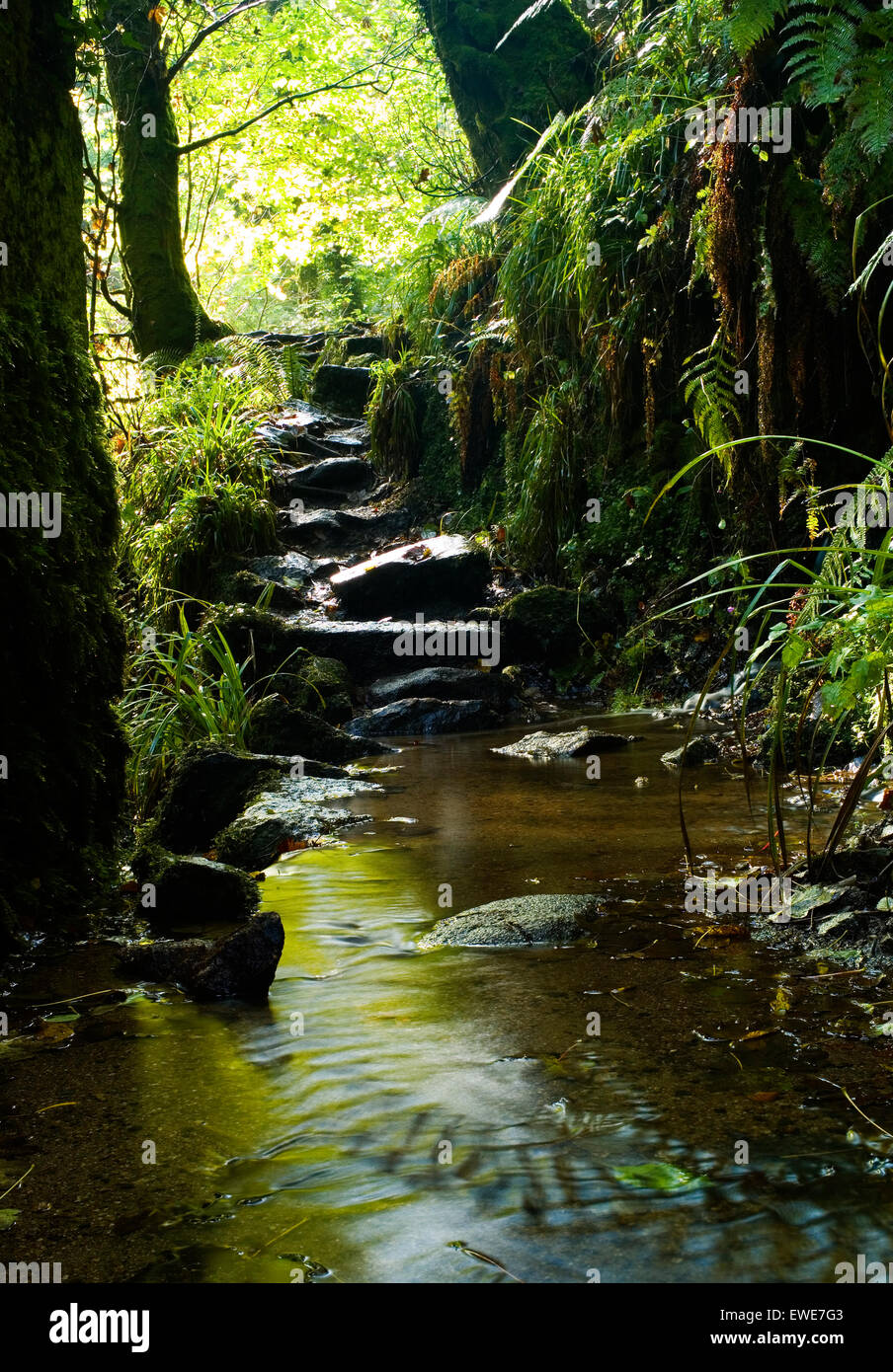 Wasser durch eine felsige Creek in einem dichten grünen Wald fließt. Stockfoto
