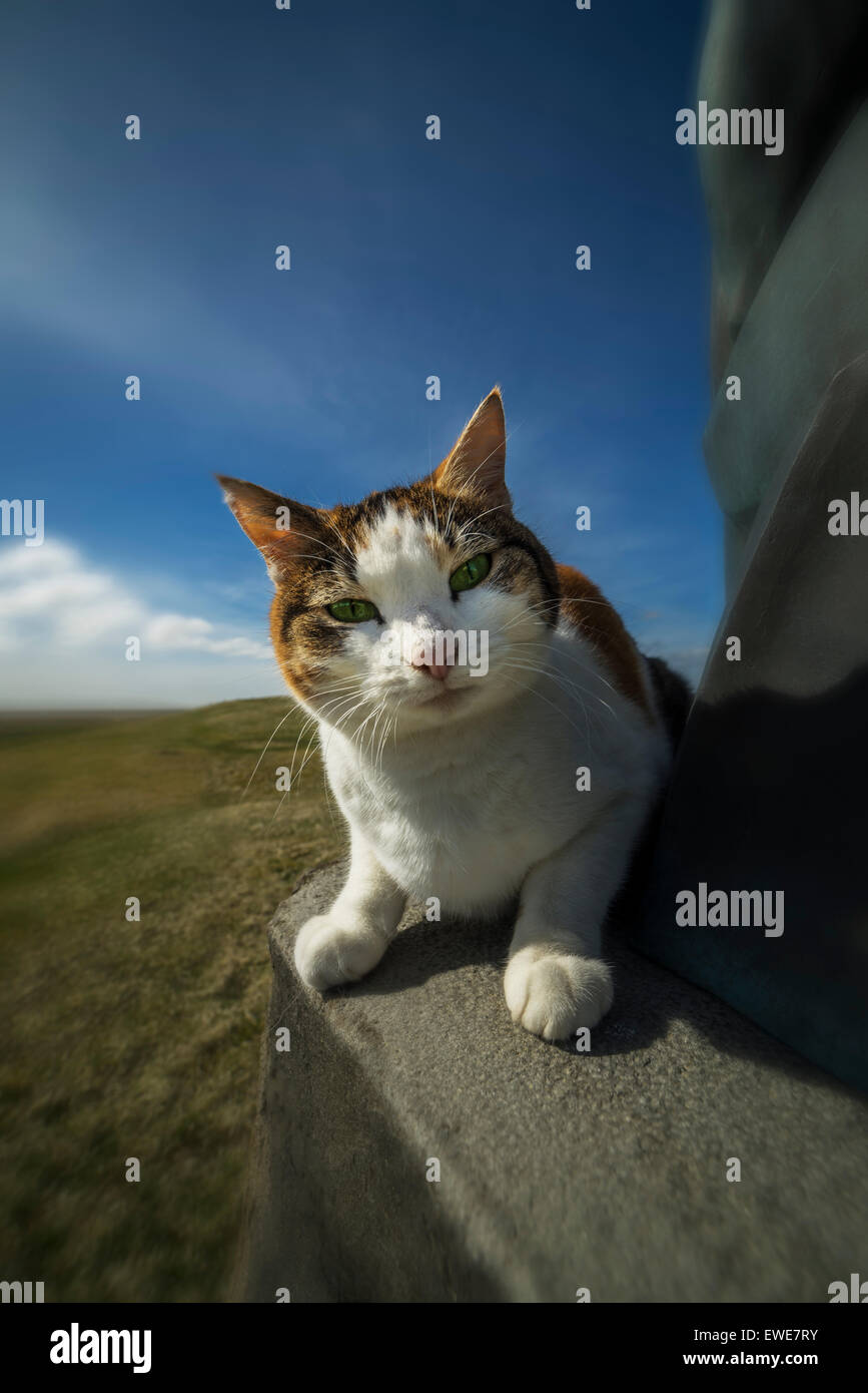 Katze auf Statue auf dem Lande von Oddakirkja Kirche, Island Stockfoto