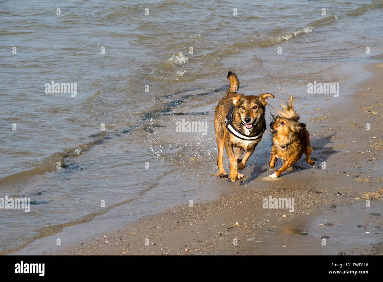 Emden, Deutschland, toben zwei Hunde an der Nordseeküste Stockfoto