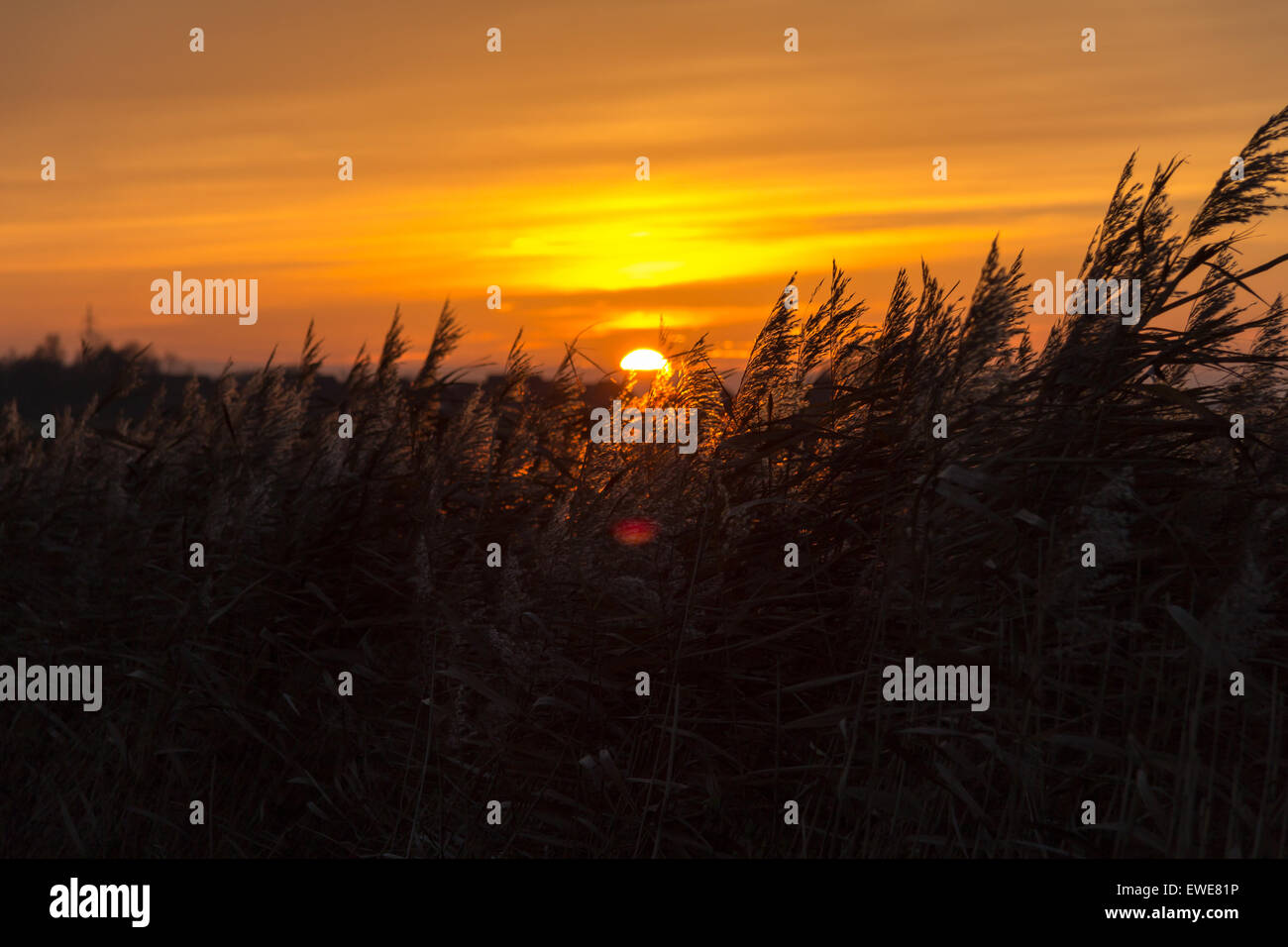 Hinte, Deutschland, Sonnenuntergang hinter ihr im Wind bewegen Schilf Stockfoto