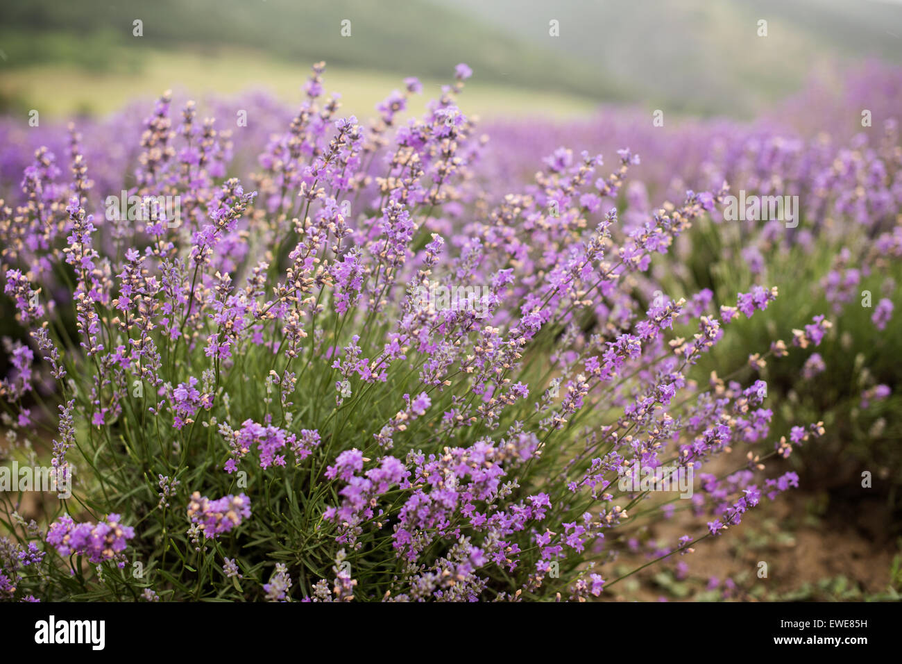 Nahaufnahme von Lavendel Blume-Lavendelfeld Stockfoto