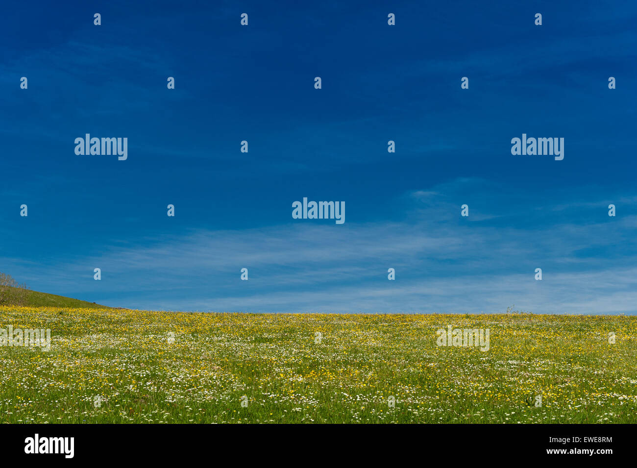 Typische Dales Hochland Wiese bedeckt an Wildblumen, hauptsächlich Butterblumen, im Frühsommer. Yorkshire, Vereinigtes Königreich. Stockfoto