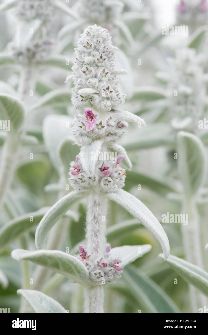 Niederwendischen Byzantina 'Silver Carpet'. Lämmer Ohr 'Silver Carpet' in Blüte Stockfoto