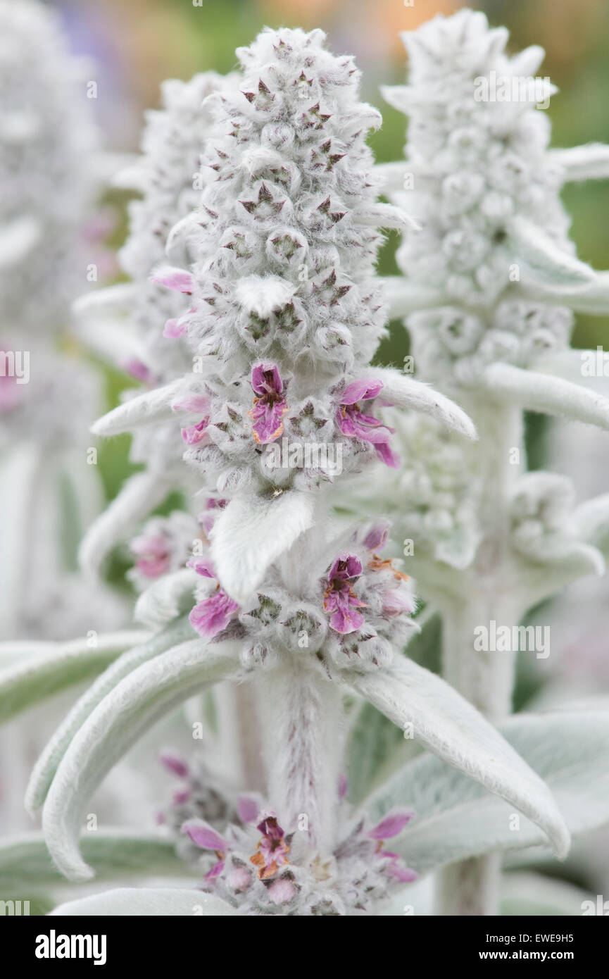 Niederwendischen Byzantina 'Silver Carpet'. Lämmer Ohr 'Silver Carpet' in Blüte Stockfoto