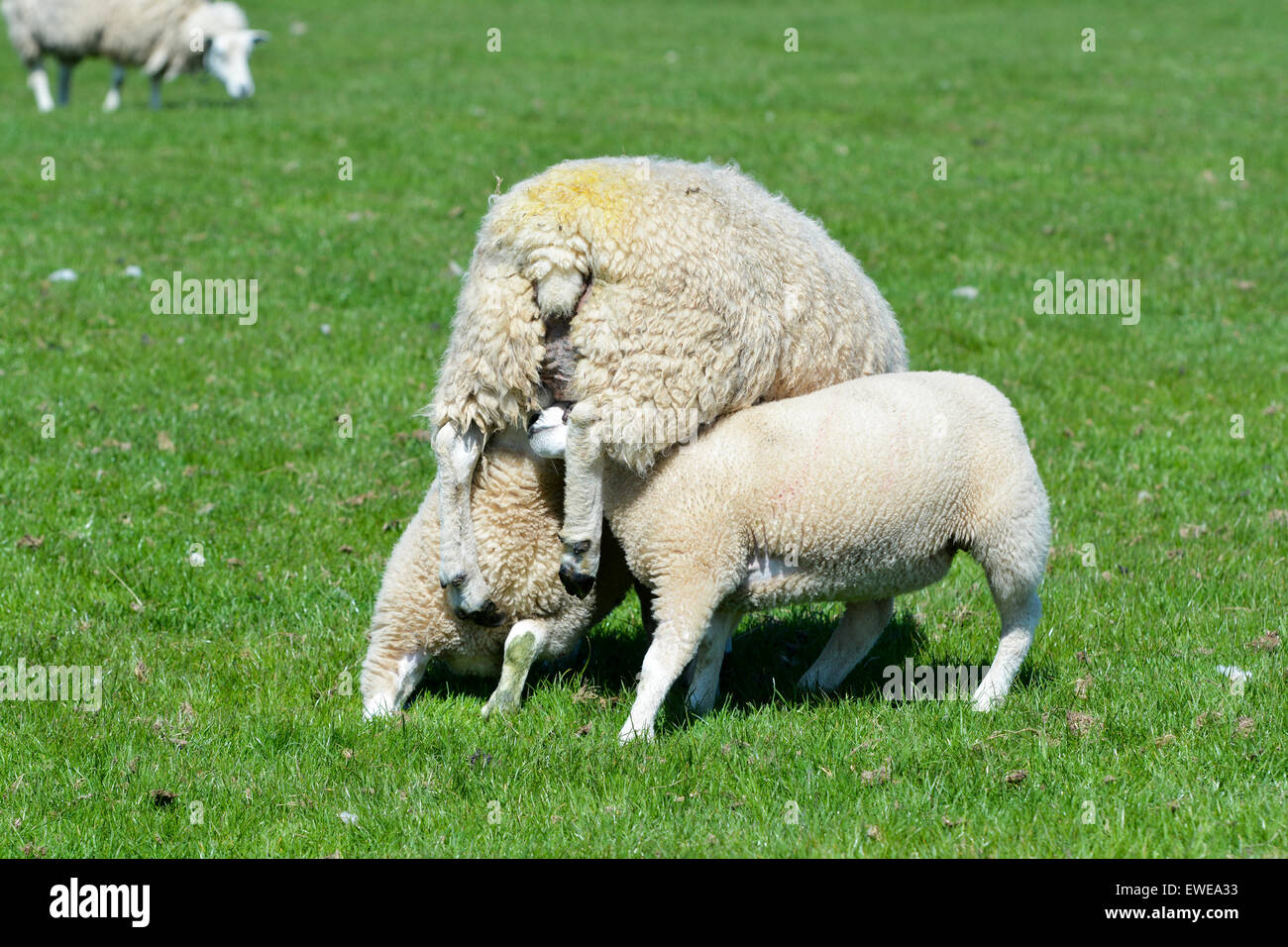 Schaf mit zwei Lämmern ihr Spanferkel. Cumbria, UK. Stockfoto