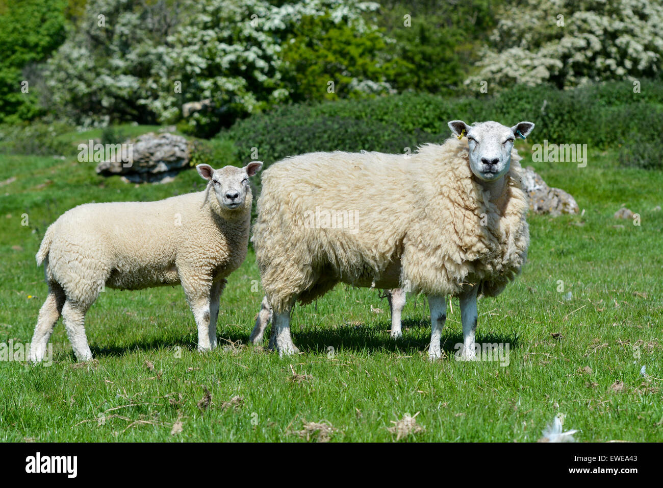 Schafe auf der Weide mit Beltex zeugte Lämmer am Fuß. Cumbria, UK. Stockfoto