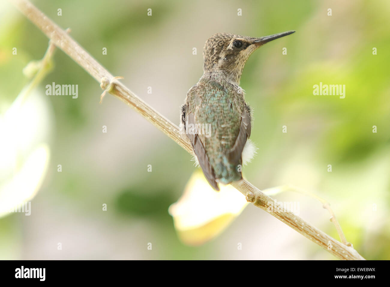 Nordamerikanische Kolibris Anhebung junge Küken in einem nest Stockfoto