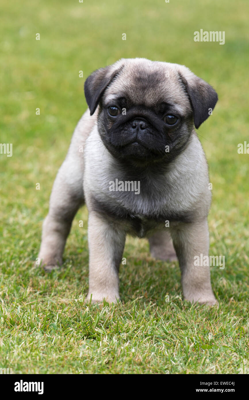 Mops Welpen Stockfoto