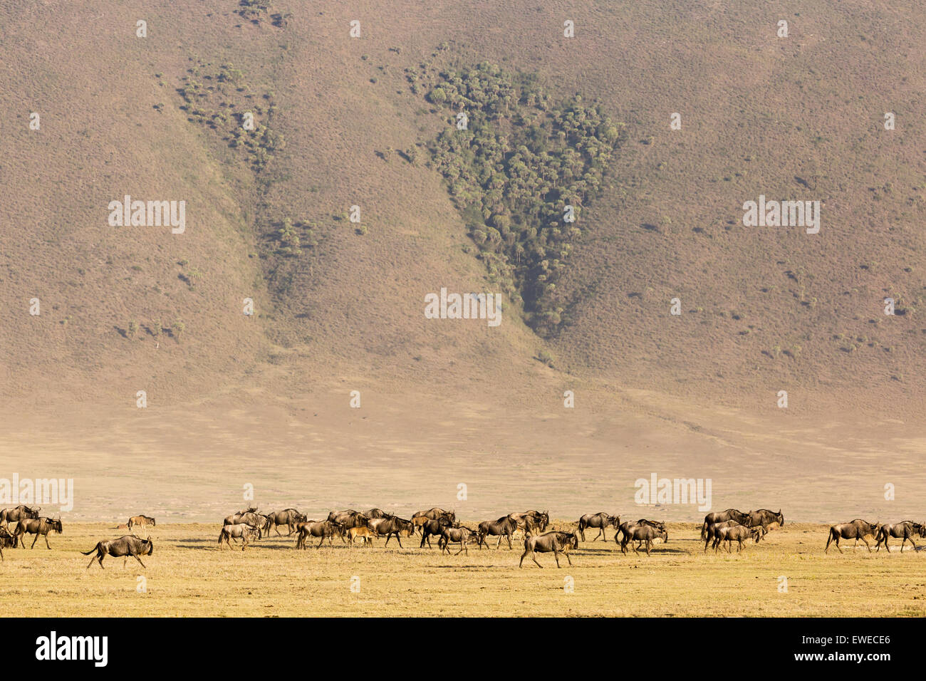 Gnus (Connochaetes Taurinus) im Morgengrauen in der Ngorongoro-Krater-Tansania Stockfoto