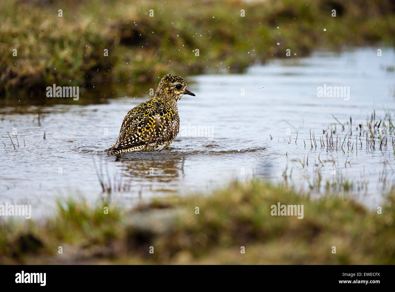 Ein Goldregenpfeifer (Pluvialis Apricaria) badet in einem Moor-Pool in Shetland Schottland, Vereinigtes Königreich Stockfoto