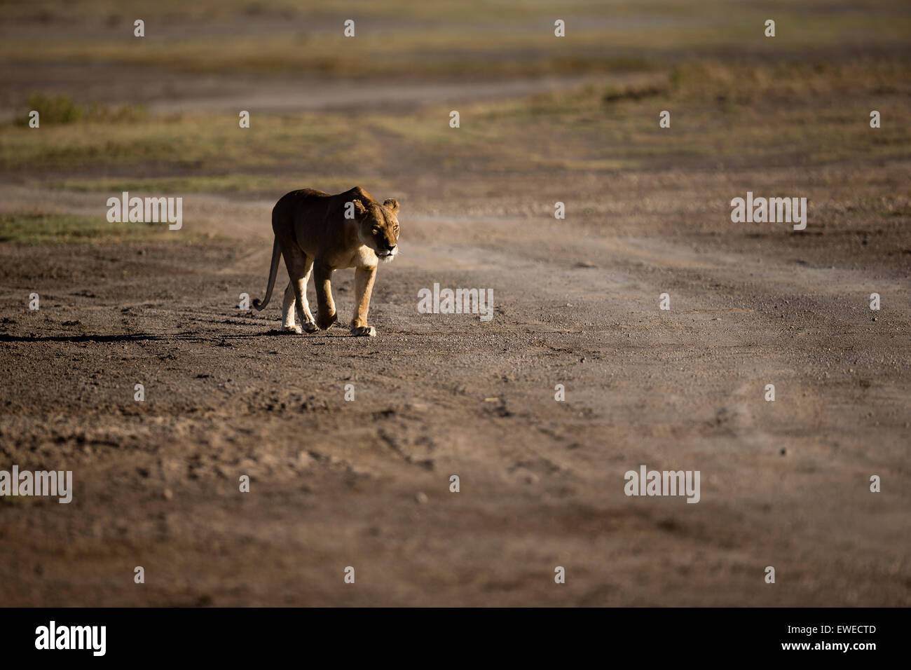 Löwin (Panthera Leo) geht im Morgengrauen auf den Ebenen von Ndutu Tansania Stockfoto