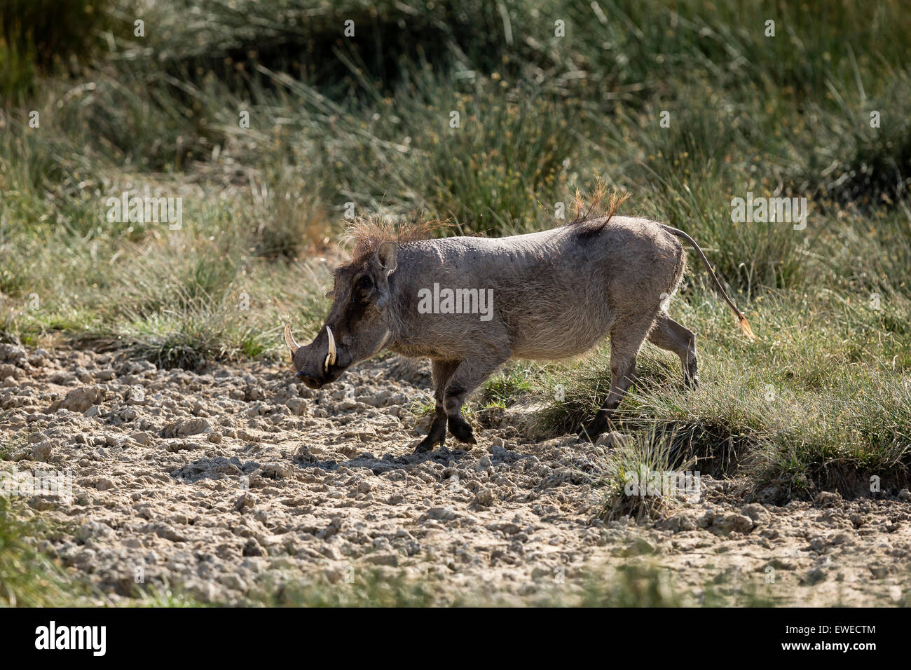 Ein Warzenschwein (Phachocoerus Africanus) geht über die Ndutu Ebene in Tansania Stockfoto