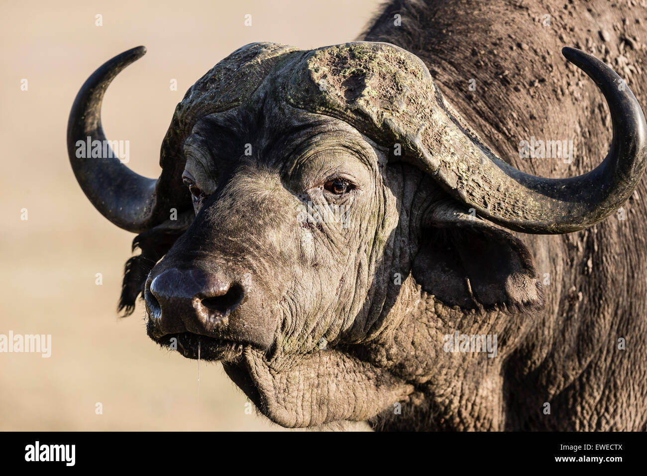 Porträt einer Kaffernbüffel (Syncerus Caffer) Ngorongoro Krater Tansania Stockfoto