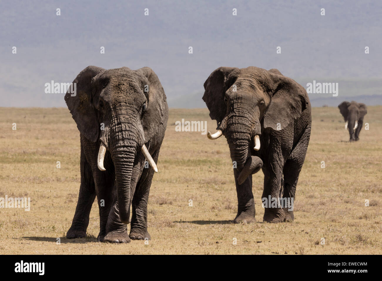 Elefanten (Loxodonta Africana) in der Ngorogoro Krater Tansania auf dem Vormarsch Stockfoto