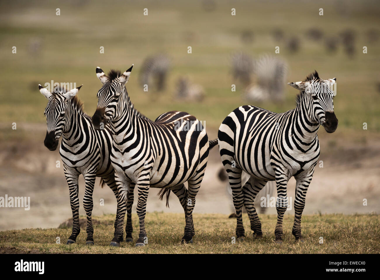 Zebras (Equus Quagga) in der Ngorongoro-Krater-Tansania Stockfoto