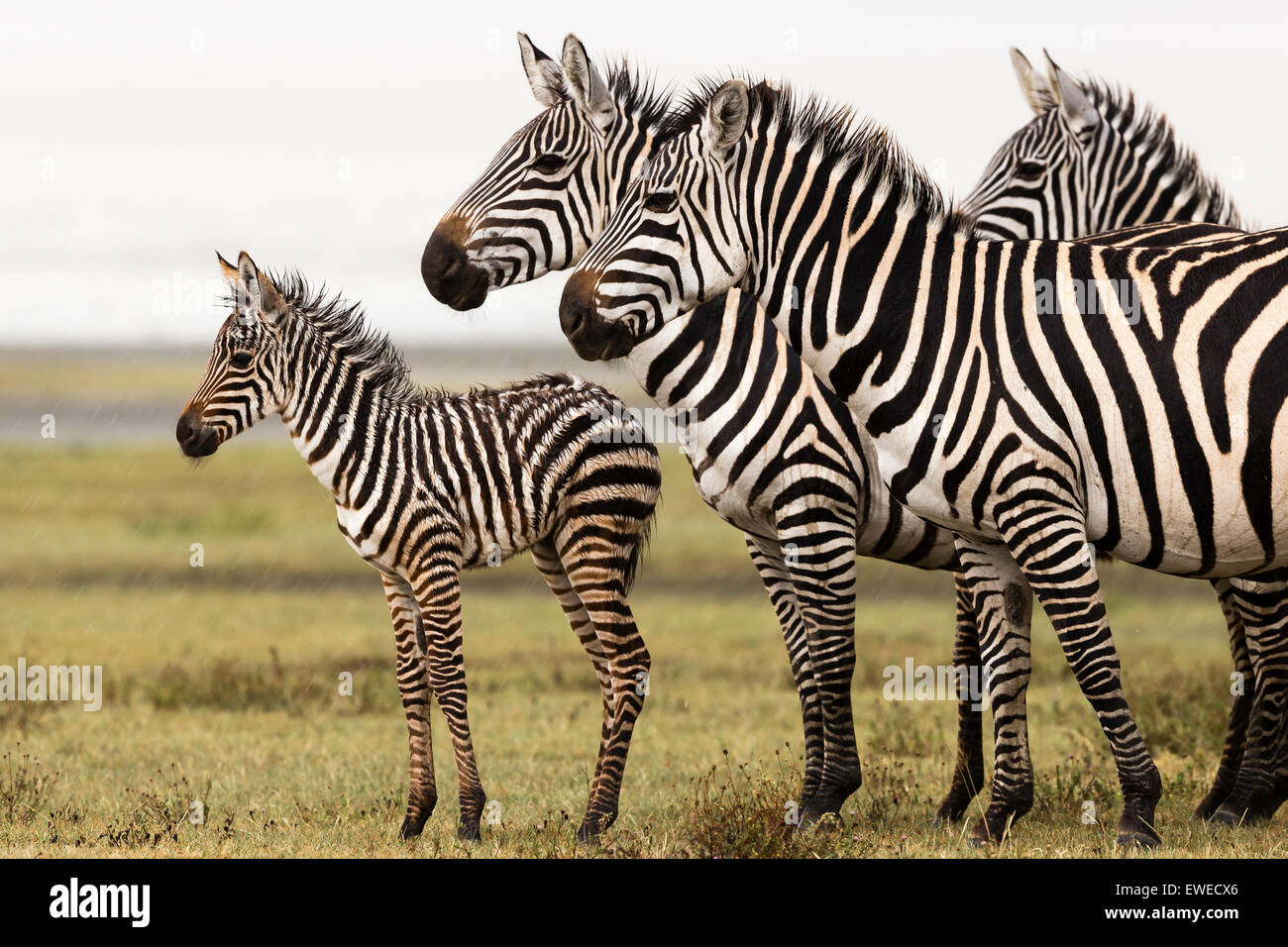 Zebras und Fohlen (Equus Quagga) in der Ngorongoro-Krater-Tansania Stockfoto