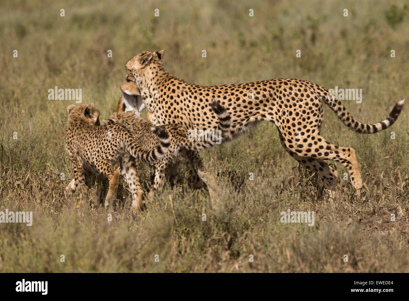 Ein Gepard (Acinonyx Jubatus) trägt im Maul eine juvenile Thomson es Gazelle (Eudorcas Thomsonii) in der Serengeti Tansania Stockfoto