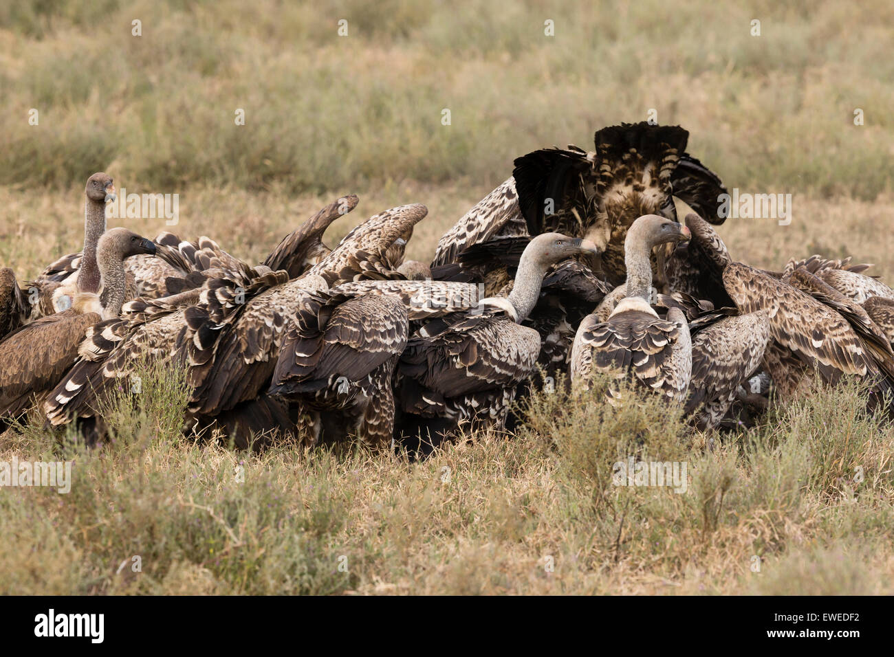 Eine Herde von Ruppells Geier kämpfen um ein Tier Tierkörper in der Serengeti Tansania Stockfoto
