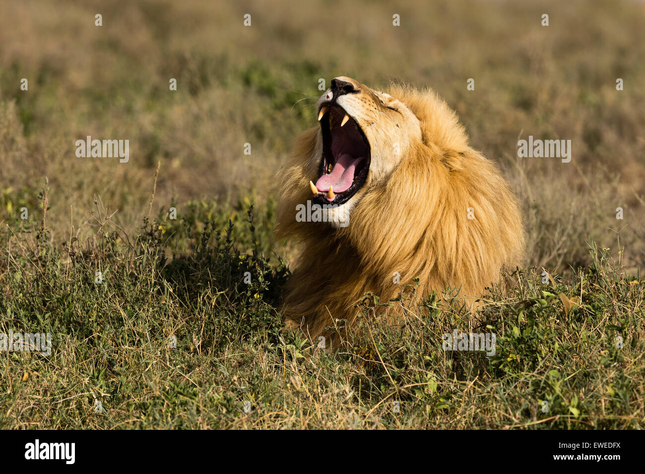 Ein Löwe (Panthera Leo) ruht in langen Rasen in der Serengeti Tansania Stockfoto