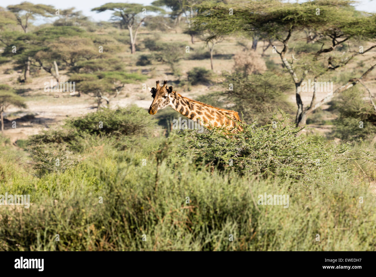 Masai-Giraffe (Giraffa Plancius) zu Fuß durch den Wald in der Serengeti Tansania Stockfoto