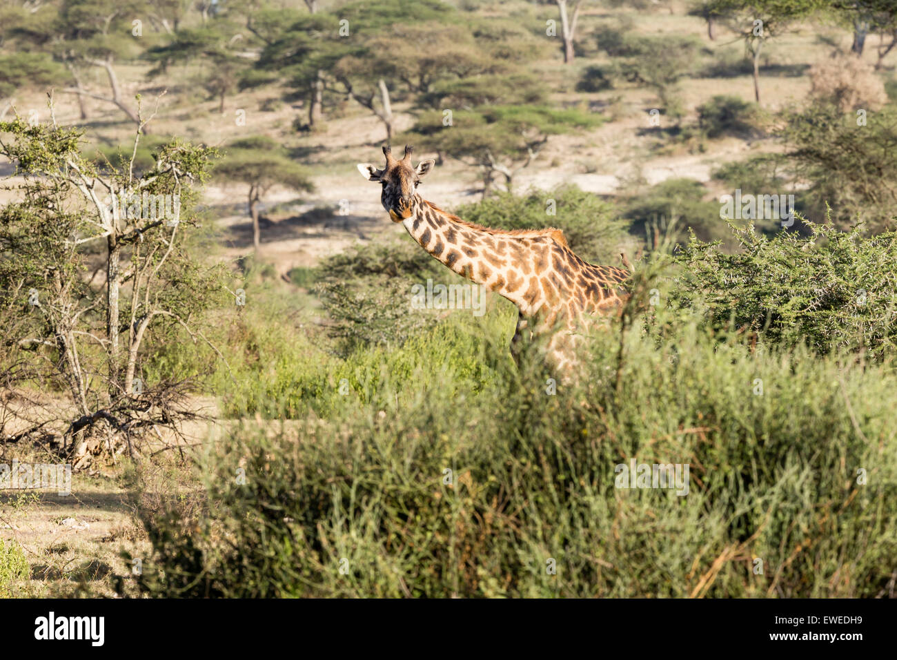 Masai-Giraffe (Giraffa Plancius) zu Fuß durch den Wald in der Serengeti Tansania Stockfoto