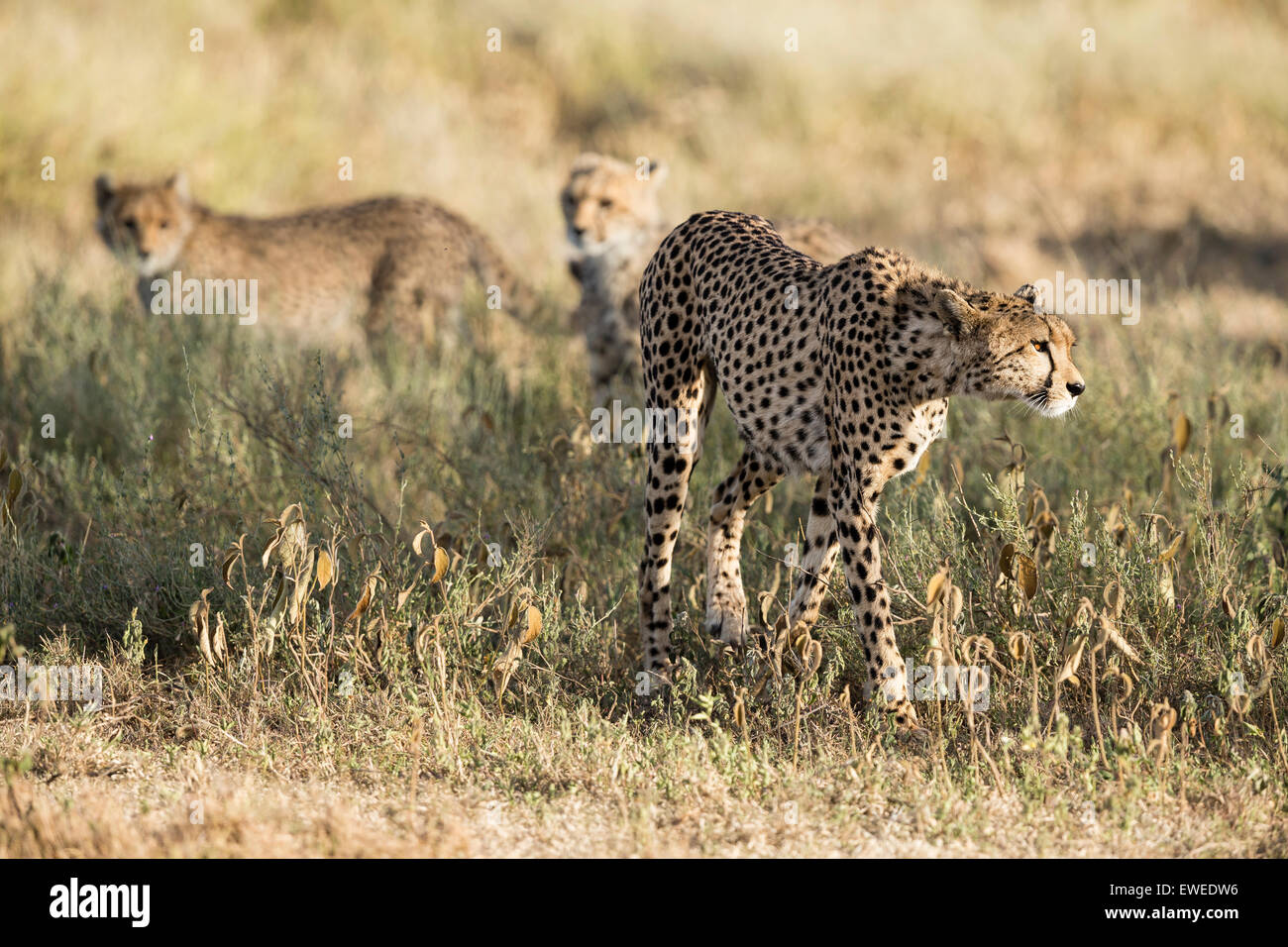 Ein Gepard-Mutter und ihre jungen (Acinonyx Jubatus) sieht durch die Savanne im Morgengrauen in der Serengeti Stockfoto