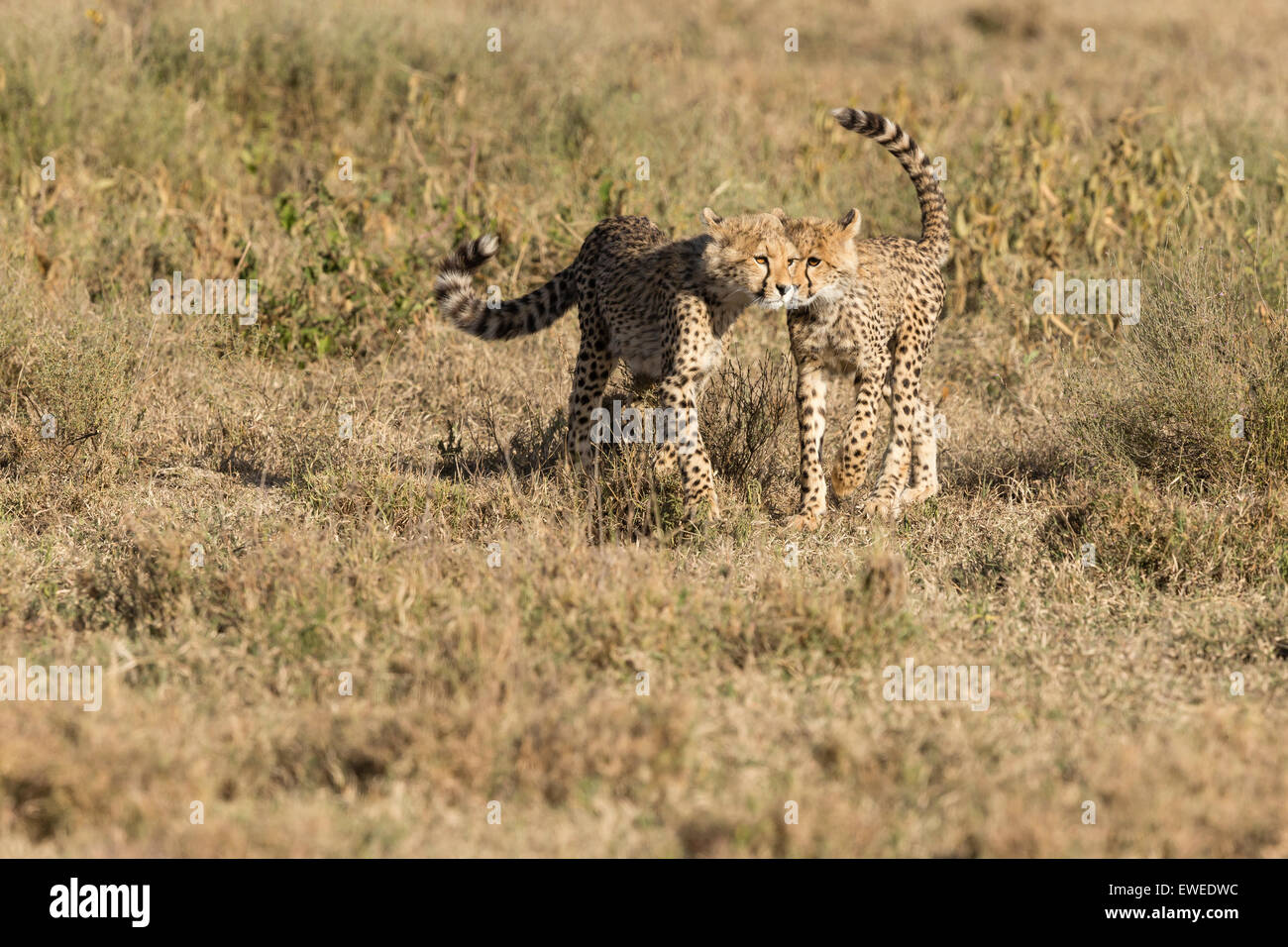 Jungtiere der Gepard (Acinonyx Jubatus) spielen in der Serengeti Tansania Stockfoto