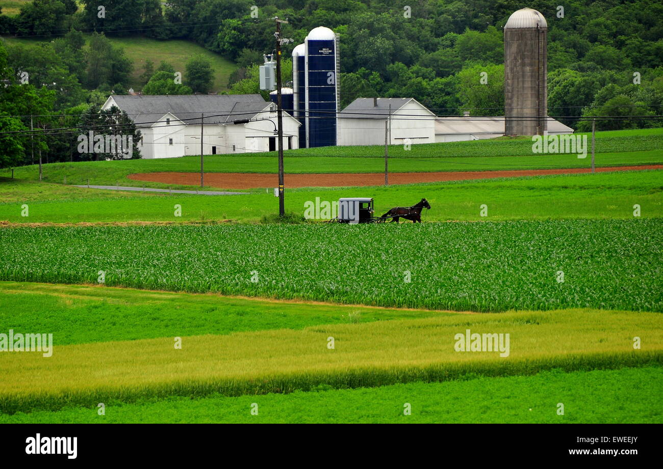 Strasburg, Pennsylvania: Amish Pferd und Buggy fahren auf einer Landstraße vorbei an unberührten Ackerland, Scheunen und Silos * Stockfoto