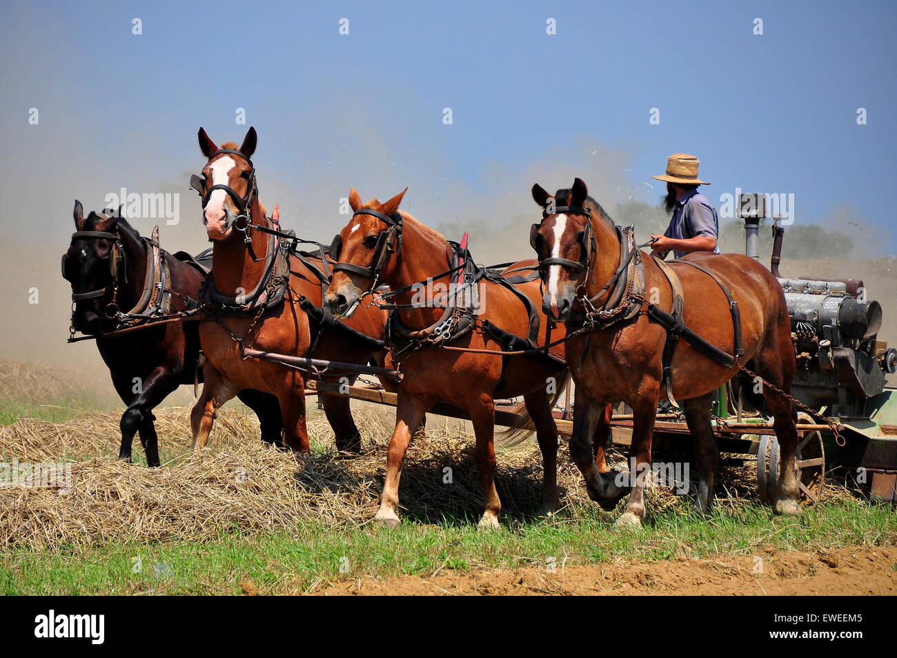 Lancaster County, Pennsylvania: Amish Bauer mit einem Team von vier Pferden pflügen ein Feld für die Bepflanzung Sommer * Stockfoto