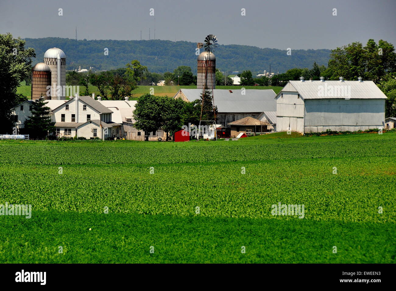 Lancaster County, Pennsylvania: Ein große amischer Bauernhof mit Silos, Windmühle, Schuppen und Bauernhaus inmitten von grünen Ackerland * Stockfoto