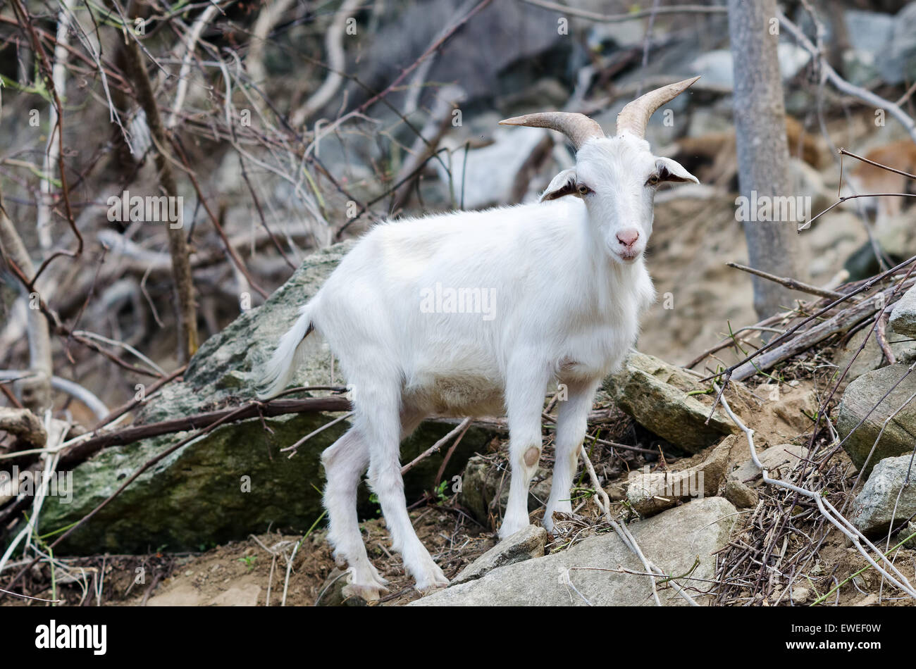 Bergziege bei Wildtieren in North Carolina, USA Stockfoto