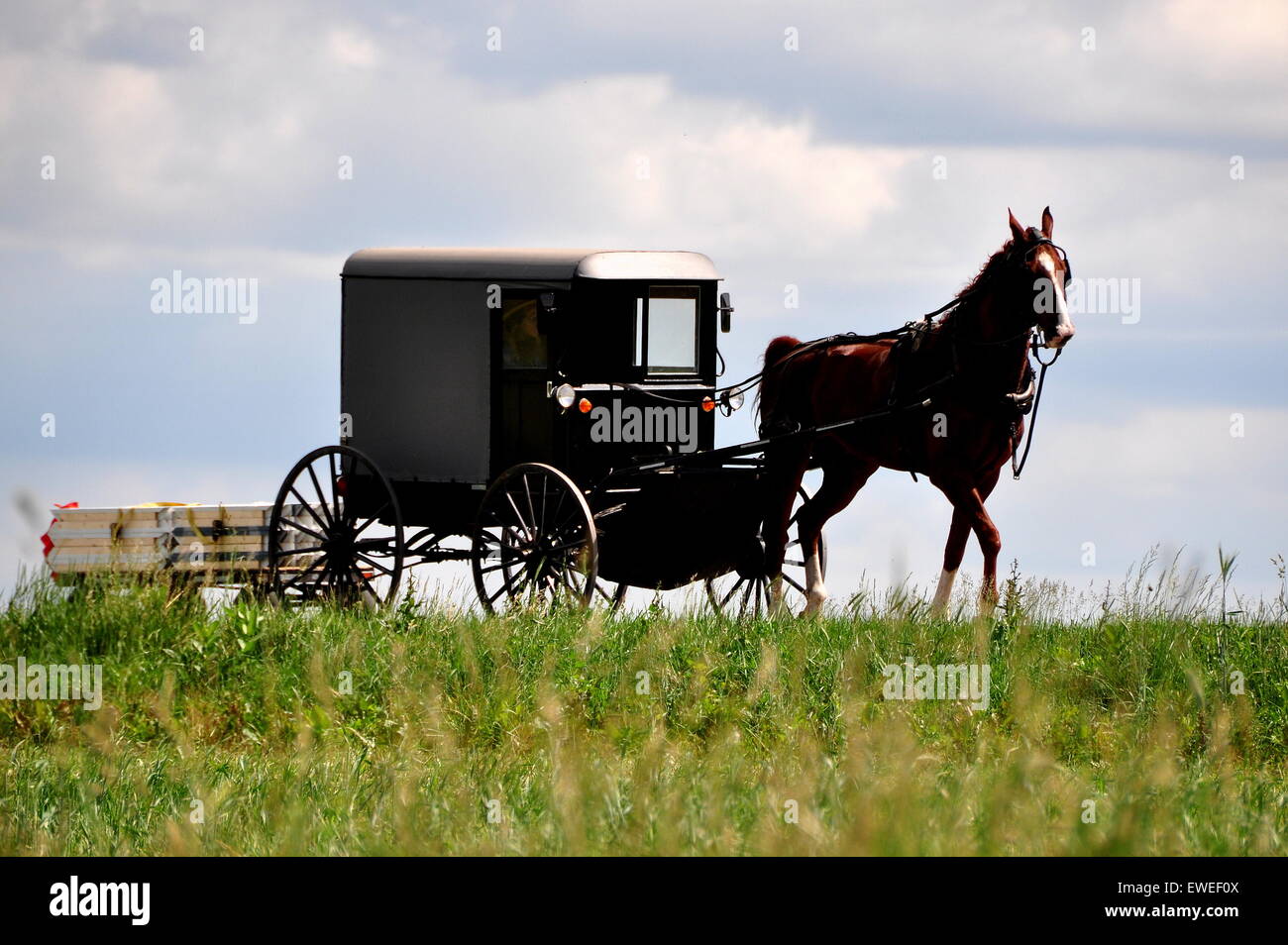 Lancaster County, Pennsylvania: Amish Mann fahren, sein Pferd und Buggy entlang einer Landstraße Stockfoto