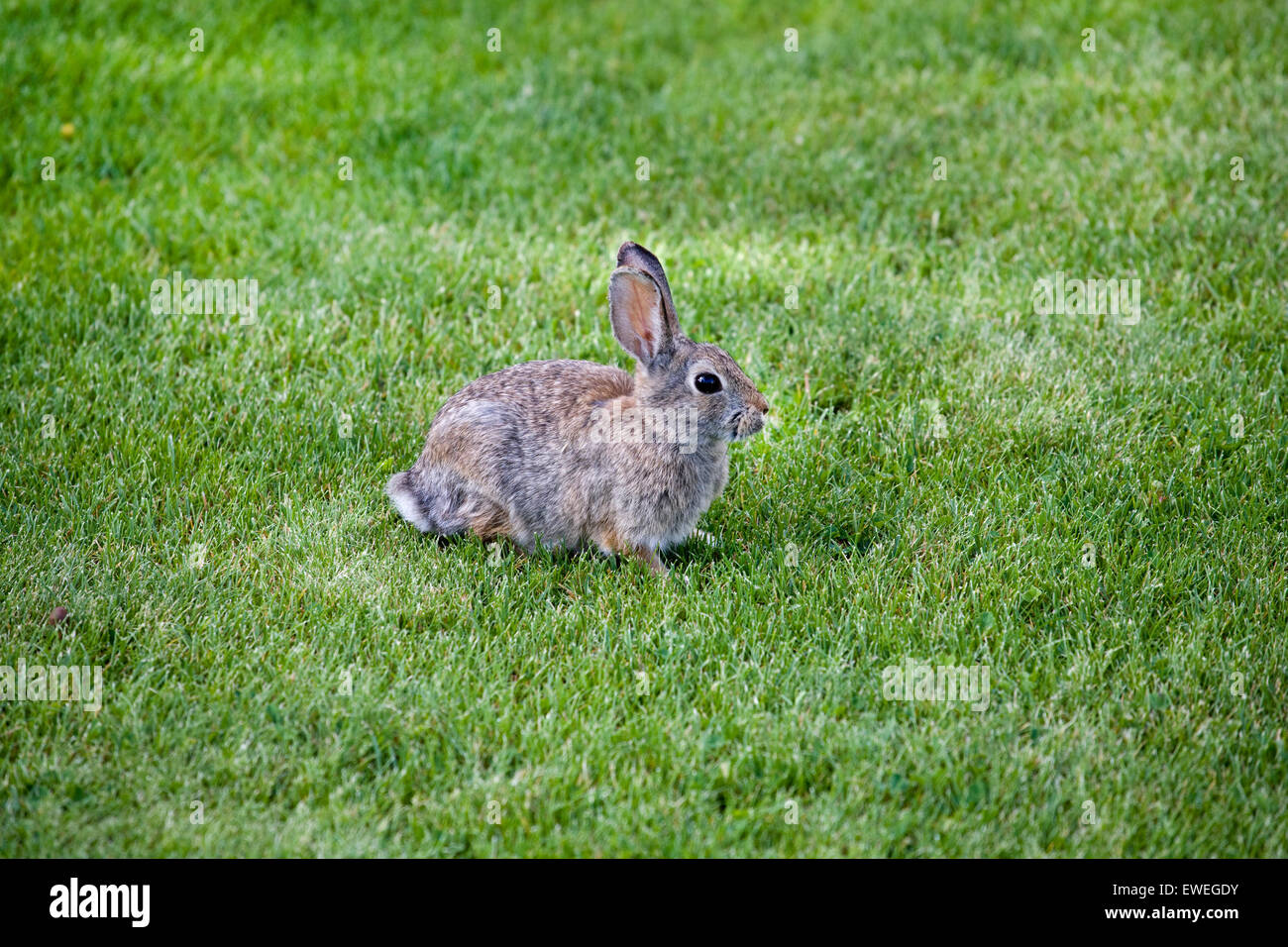 Ein Cottontail Kaninchen auf einem grasbewachsenen Hof Stockfoto