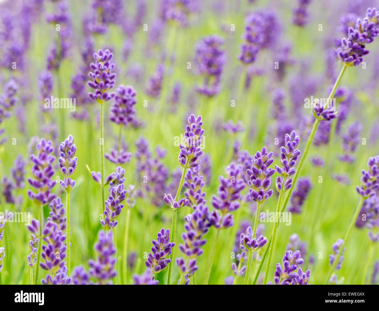 Bereich der Lavendel Blumen in voller Blüte Stockfoto