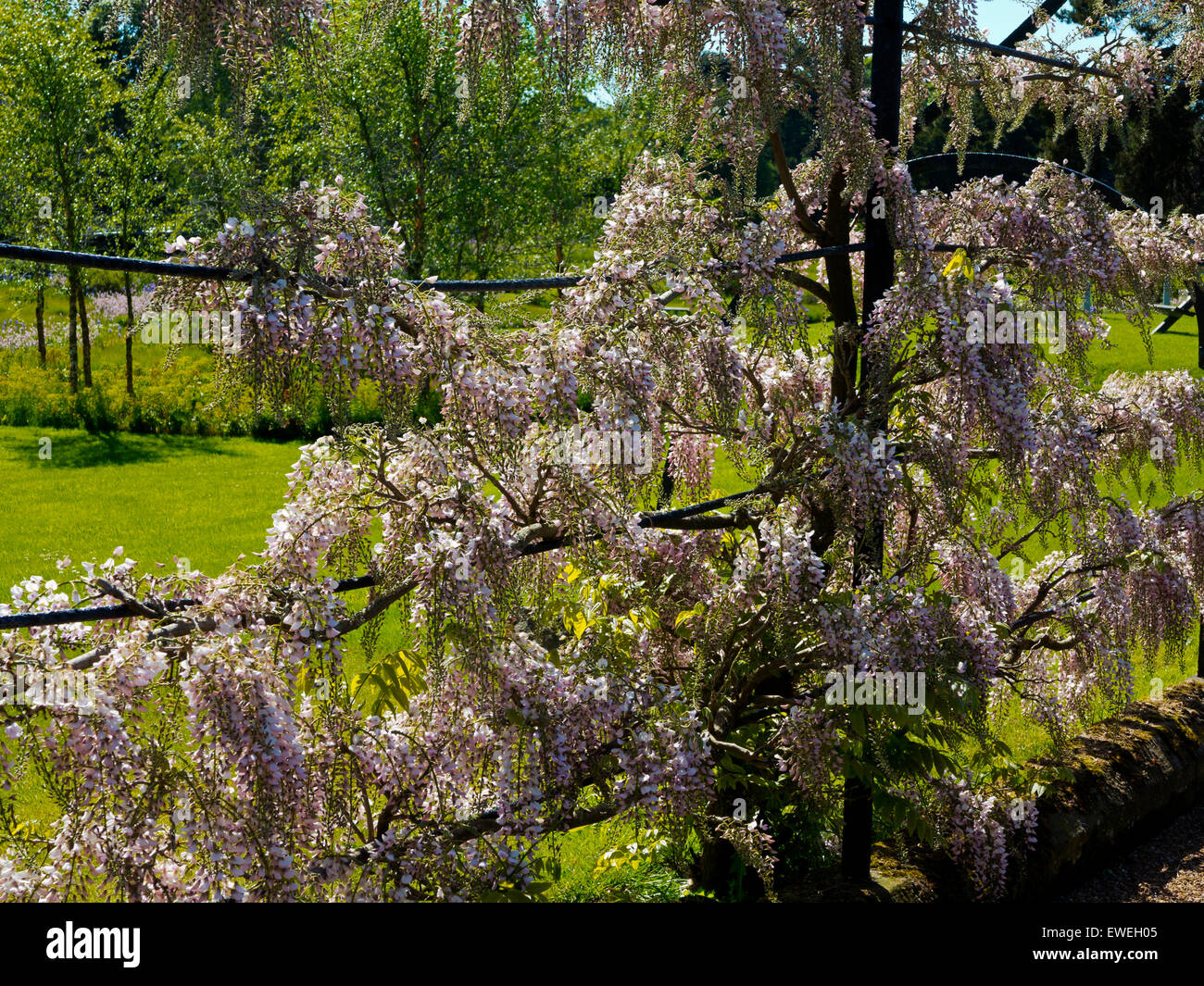 bonsai tree dirt Bonsai Tree Soil main image 1