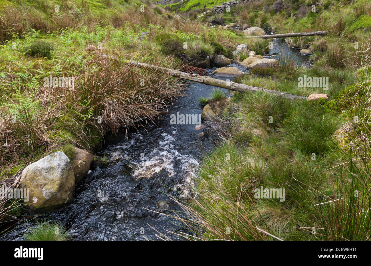 Grisedale Brook Grit fiel Bowland Stockfoto