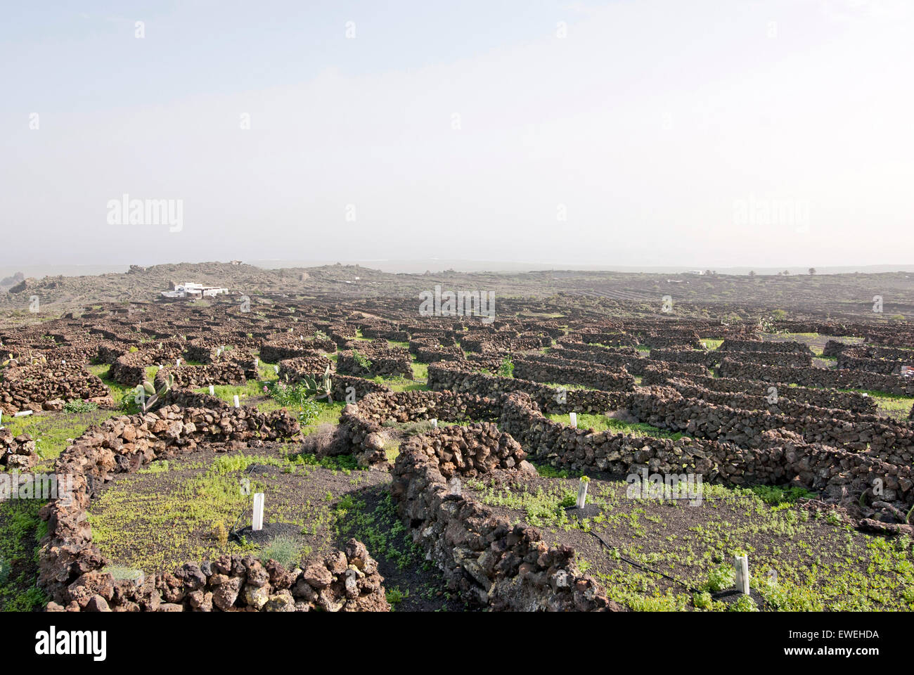 Lanzarote, Kanarische Inseln, Spanien. Ein Weingut mit Reben wachsen in schwarzem Sand, in Sektoren mit Wänden aus Vulkangestein gebaut. Stockfoto