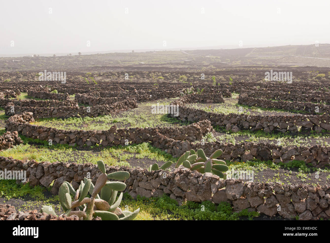 Lanzarote, Kanarische Inseln, Spanien. Ein Weingut mit Reben wachsen in schwarzem Sand, in Sektoren mit Wänden aus Vulkangestein gebaut. Stockfoto
