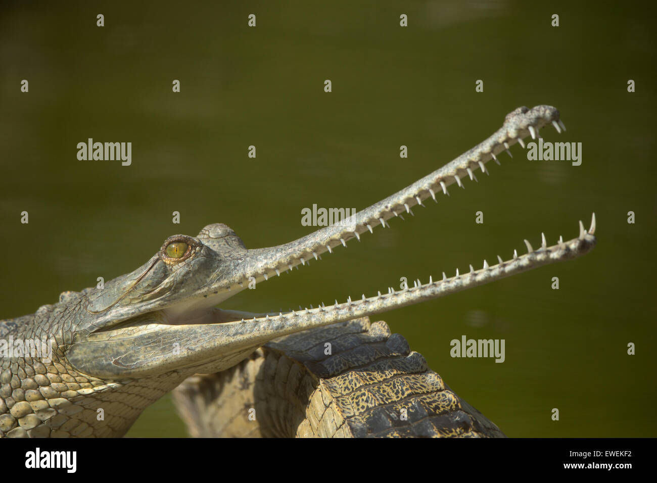 Ein Gharial in einem Zucht-Zentrum in Chitwan Nationalpark in Nepal Stockfoto