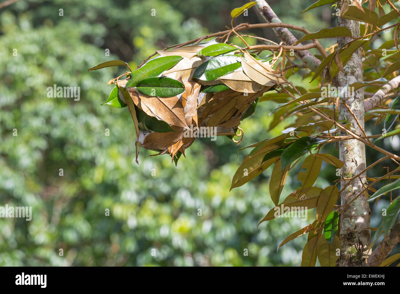 Ameisen am baum -Fotos und -Bildmaterial in hoher Auflösung – Alamy