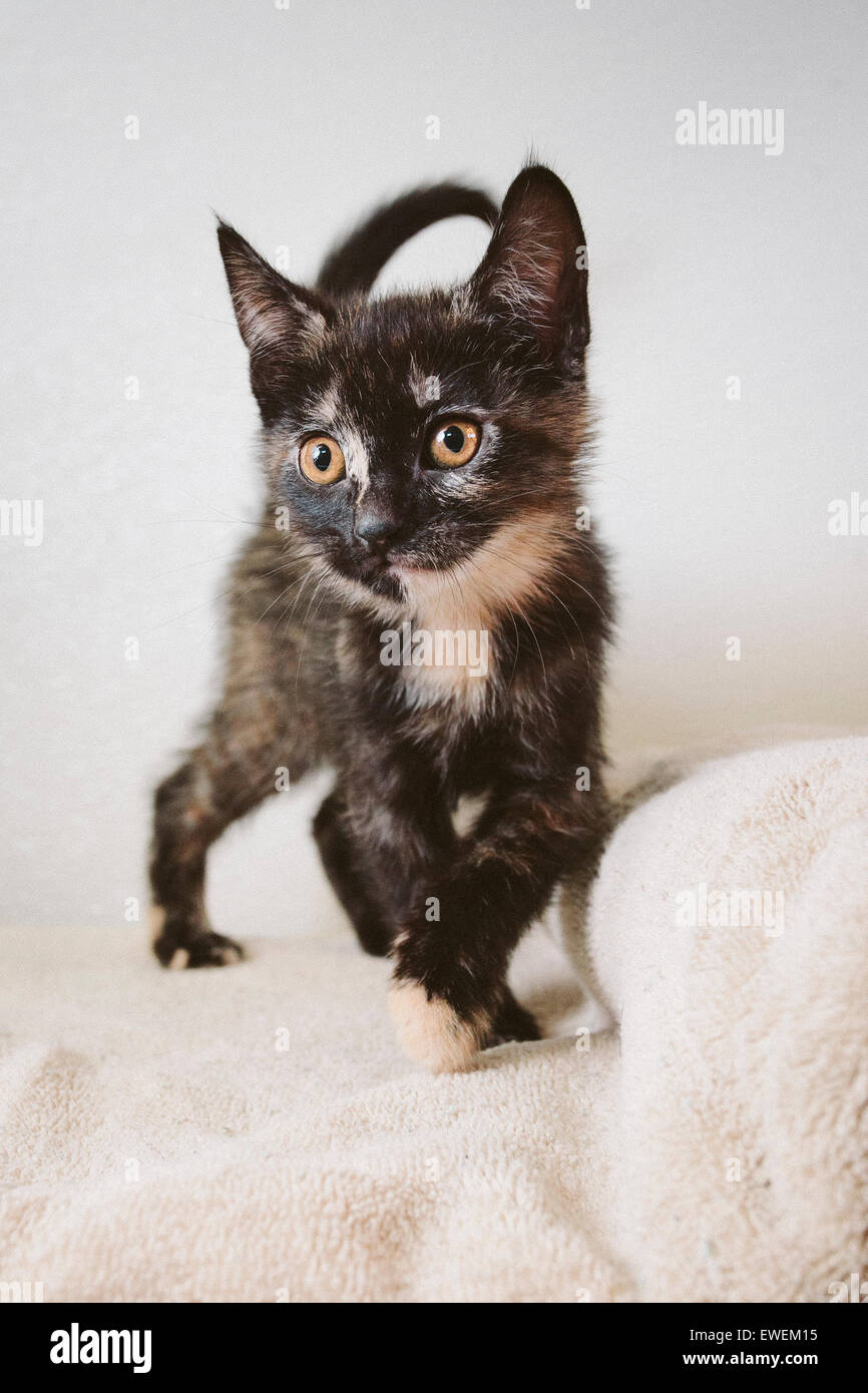 Schildpatt Kätzchen Stockfoto