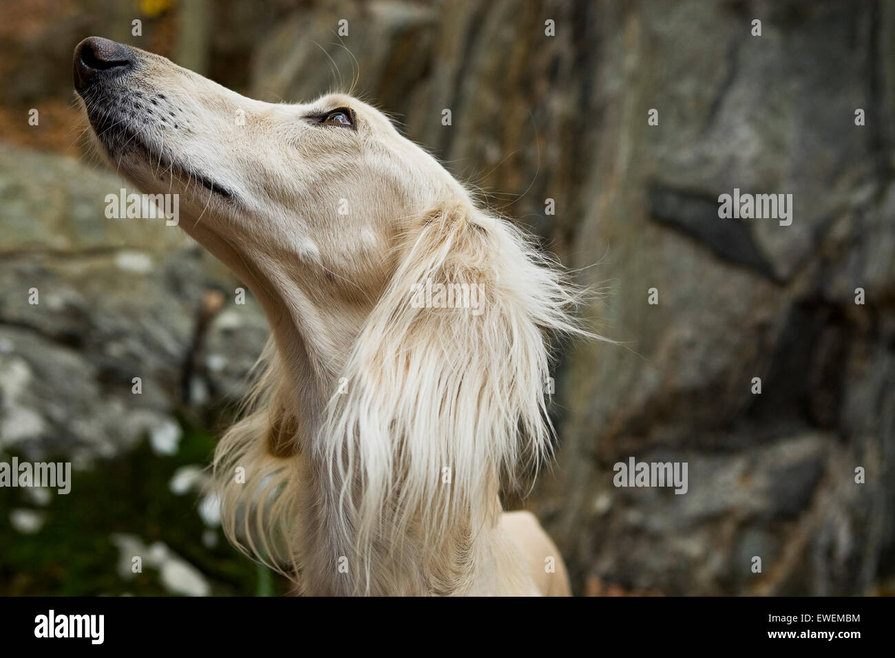 Porträt eines Saluki Hund draußen in der Natur blickte zu seinem Meister hautnah Stockfoto