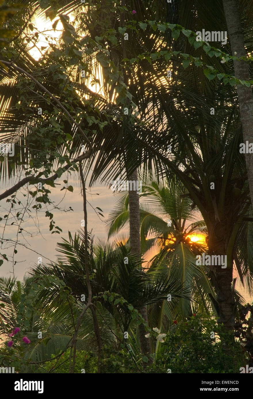 Sunrise platzen durch grünen Garten Palmen Baumbewuchs in Sri Lanka. Stockfoto